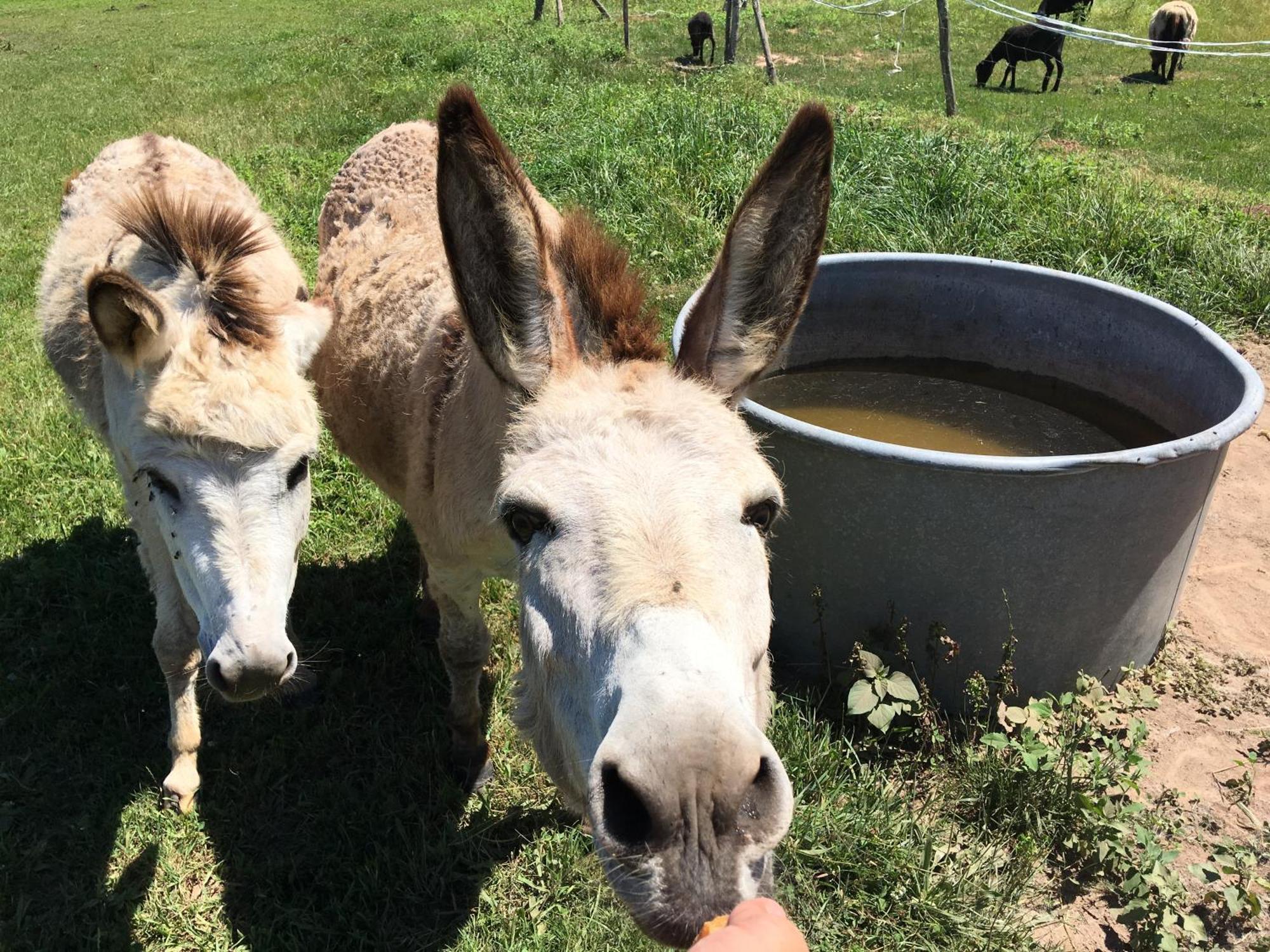 Camping La Ferme De Perdigat Limeuil Exteriér fotografie
